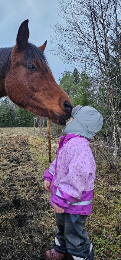 Inlägg 4 av Korsningshäst