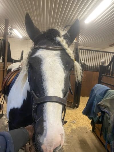 Post 2 of Liberty dressage with title MÅNDAG 6/10 ⭐️TRÄNINGSPASS FÖR JOSEFIN DAG 1 ⭐️