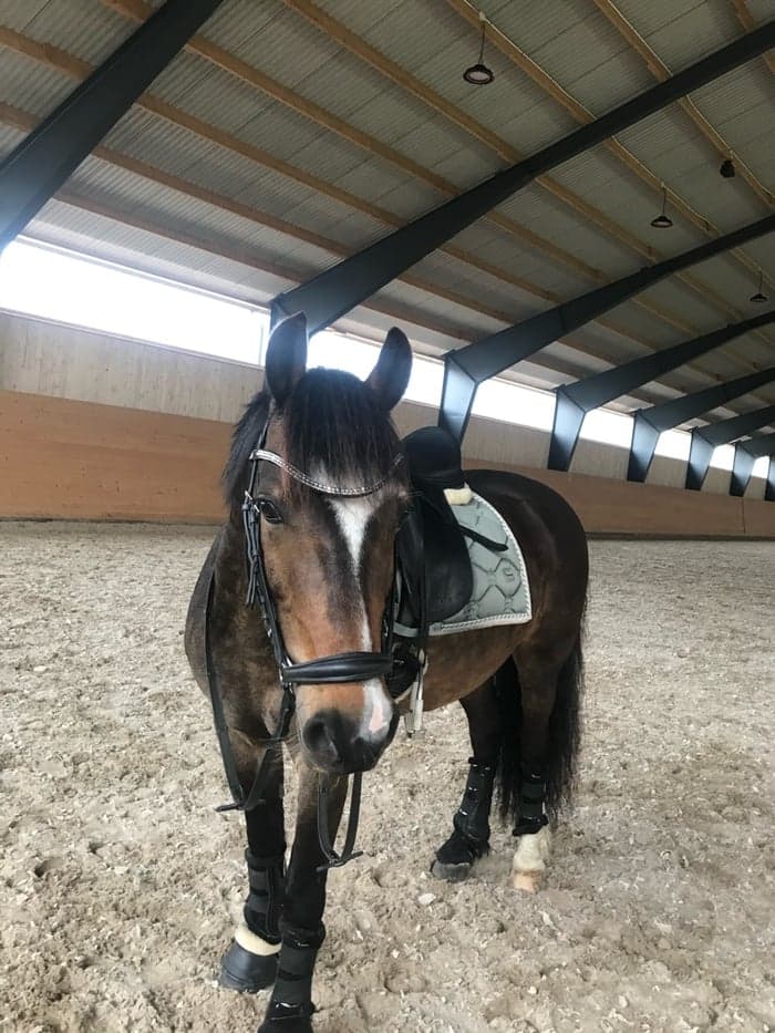 Media 1 av Gylfinir Rudolf Nurejev