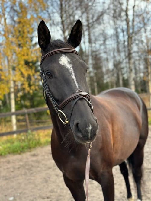 Bild av Trevligt sto med utstrålning