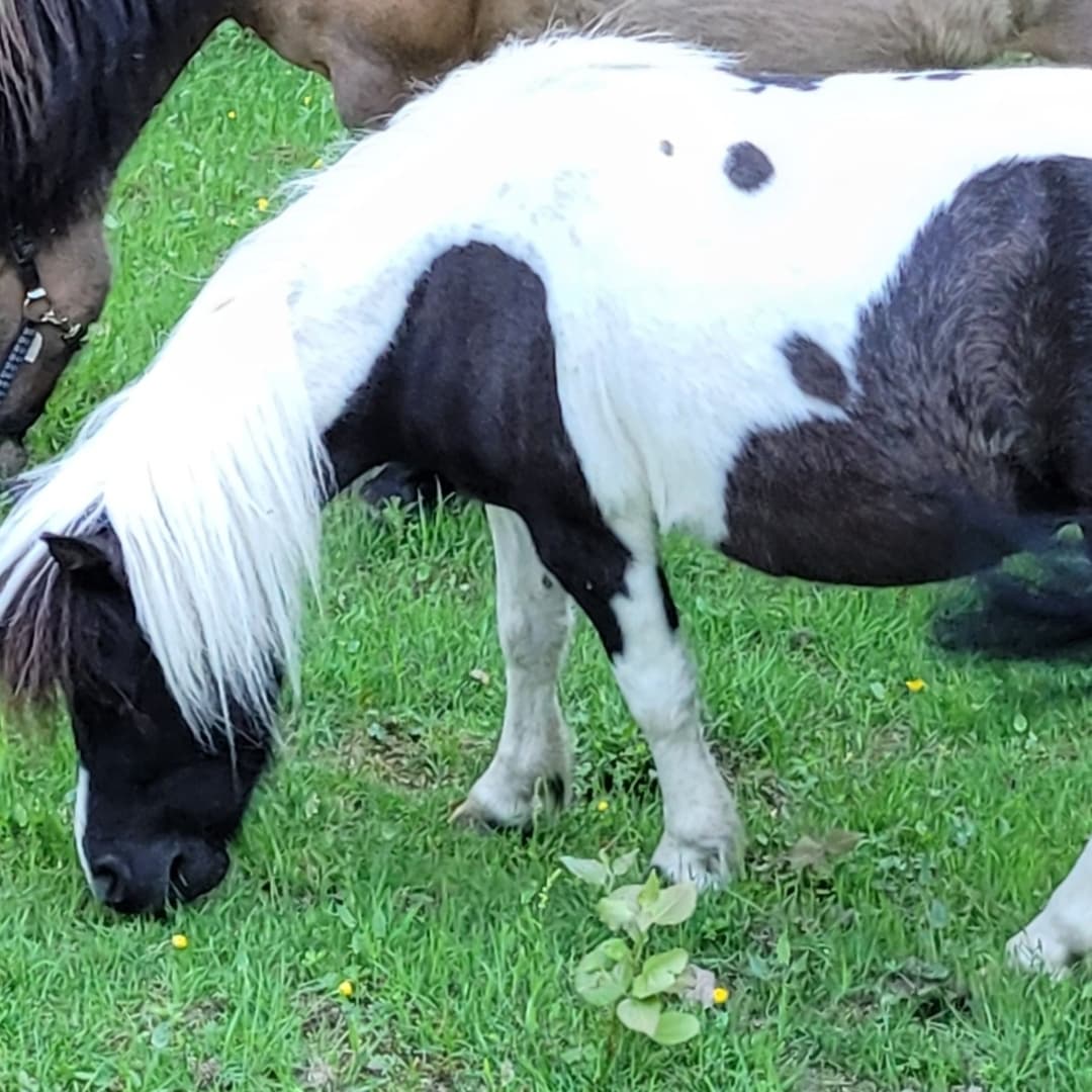 Bild 1 av Casanova Diamond Vaiana