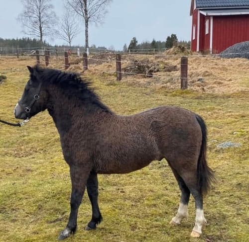 Image of Coolaste myskillen. 