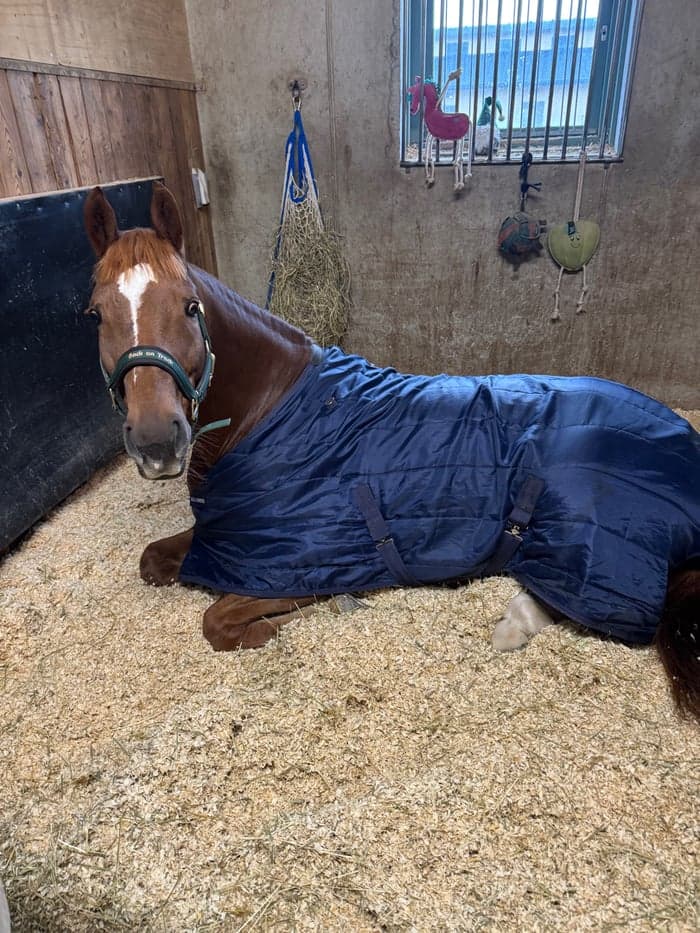 Media 3 av Dundersnällt och fint swb sto 