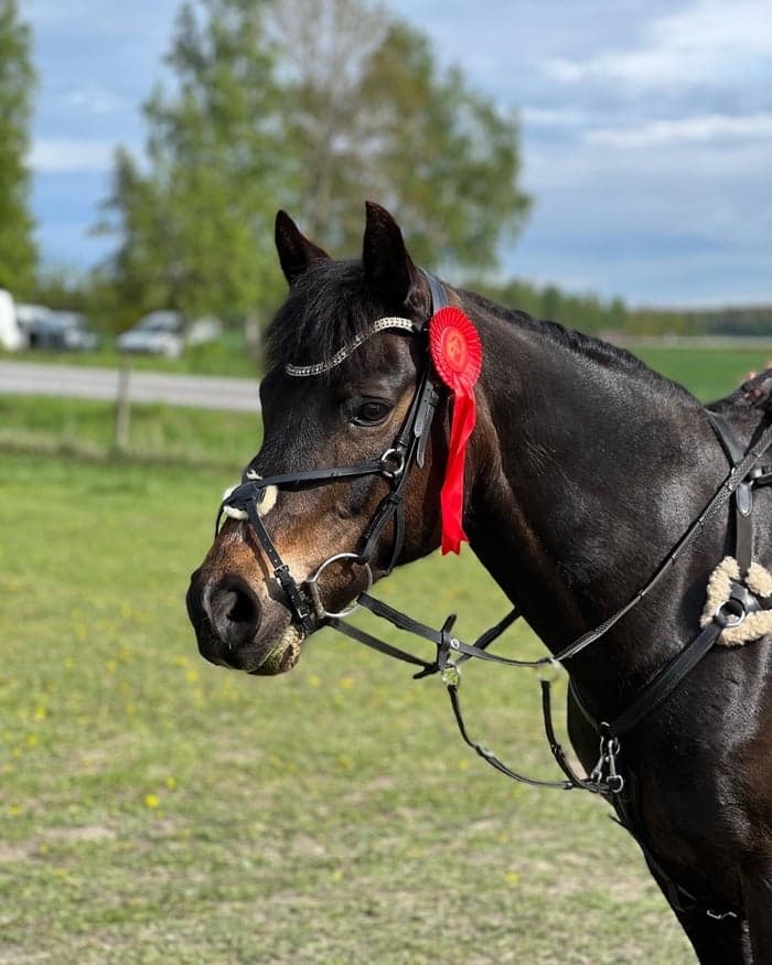 Media 1 av SöndermarkensCamilla