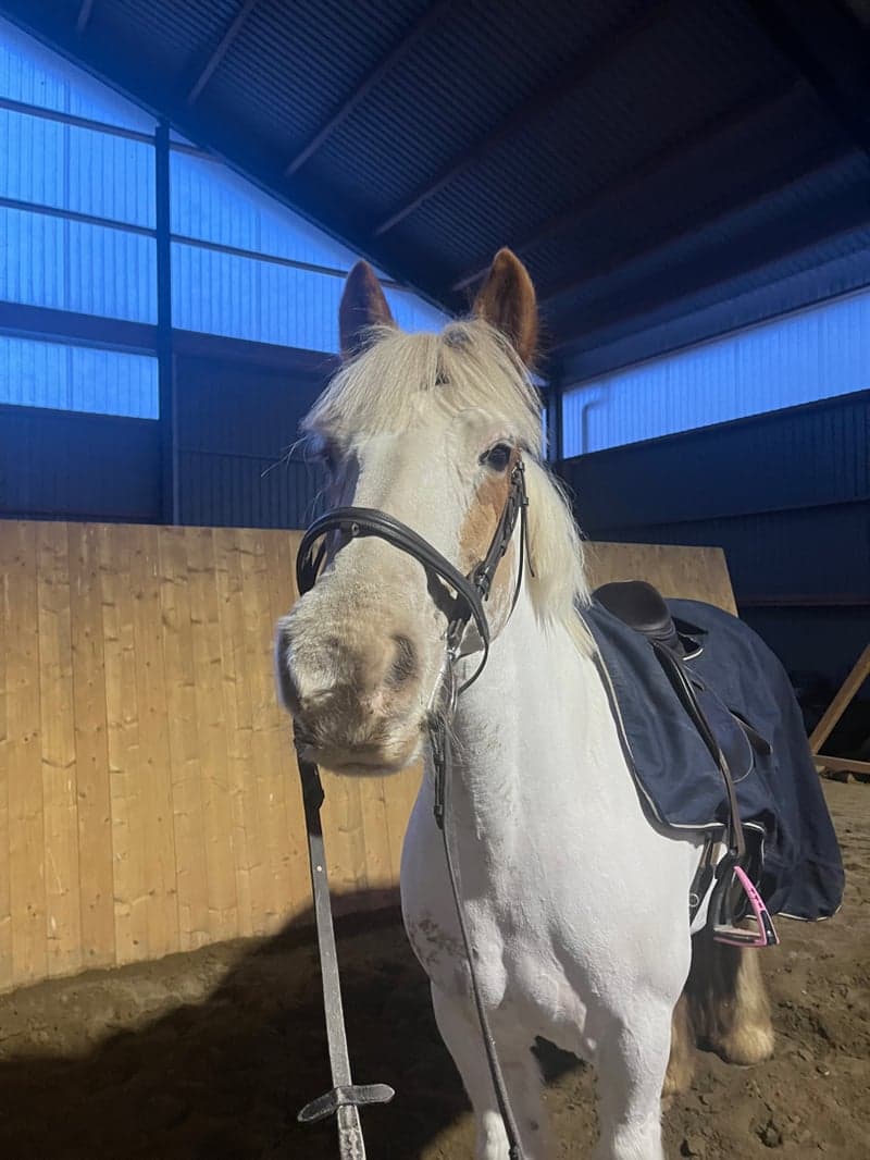 Bild 2 av Belcarra Ally