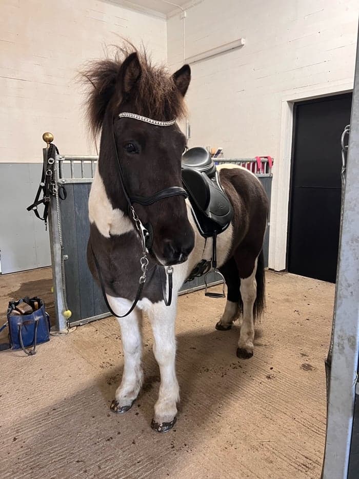 Media 1 of Freymodur fra vestra geldingaholti