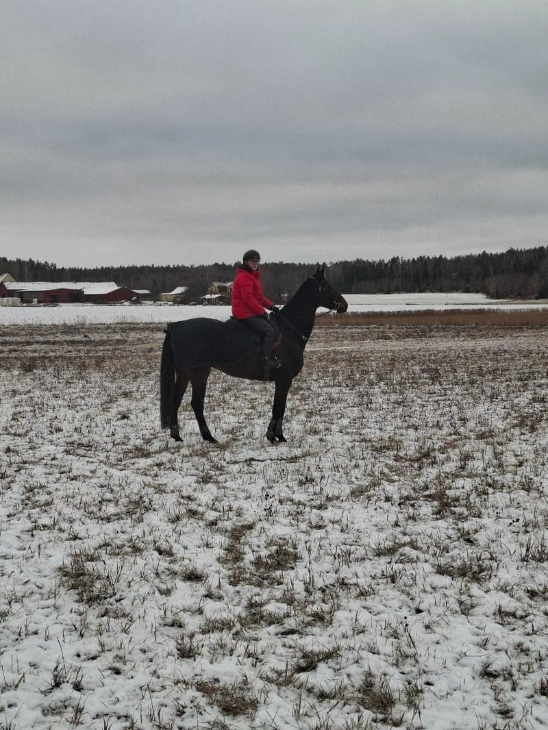 Image 2 of Grön 7 åring söker nytt kärleksfullt hem 