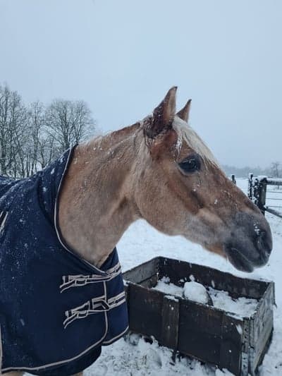 Inlägg 20 av Haflinger med titeln Snökaos❄️