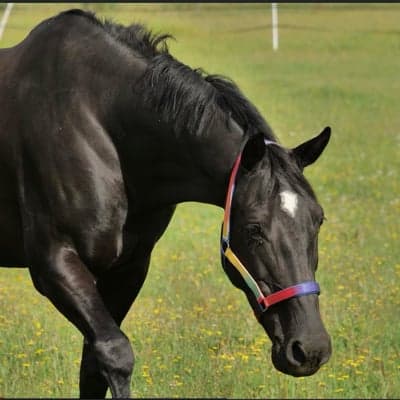 Black Velvet Beauty