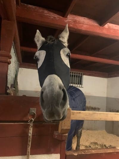 Inlägg 11 av Lipizzaner med titeln Babsan rånaren