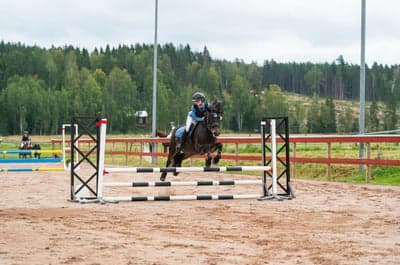 Inlägg 6 av Kallblodstravare