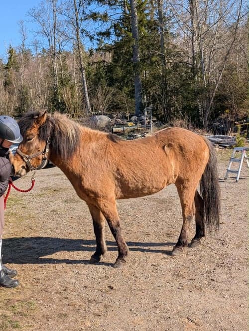 Bild av Unghäst med 5 trevliga gångarter
