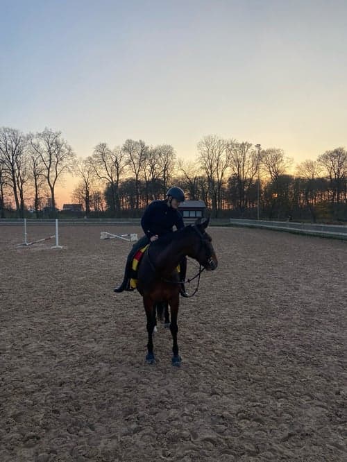 Image of Varmblodig travare söker hem som ridhäst