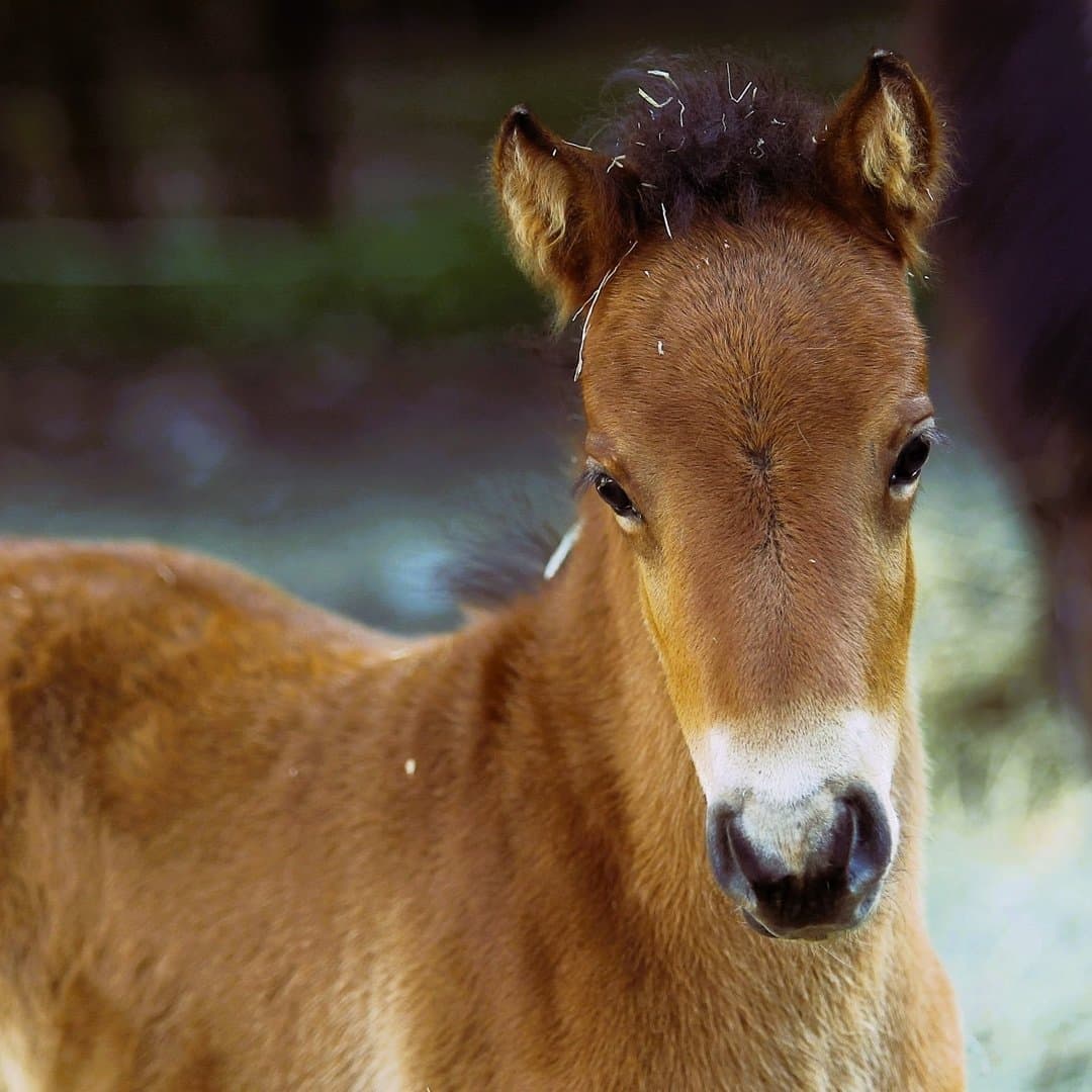 Image 1 of MinLilla GustafWasa