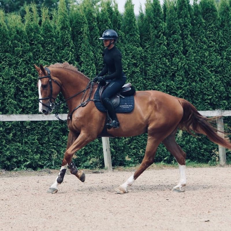 Bild 3 av Professionell hjälp med försäljning av din häst