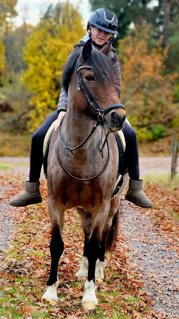 Media 6 av Jammi Dodger