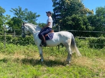 Inlägg 16 av Lipizzaner med titeln Zara i Ungern❤️