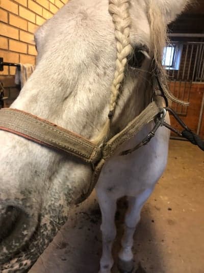 Inlägg 3 av Dansk Sportponny med titeln Min söta ponny 