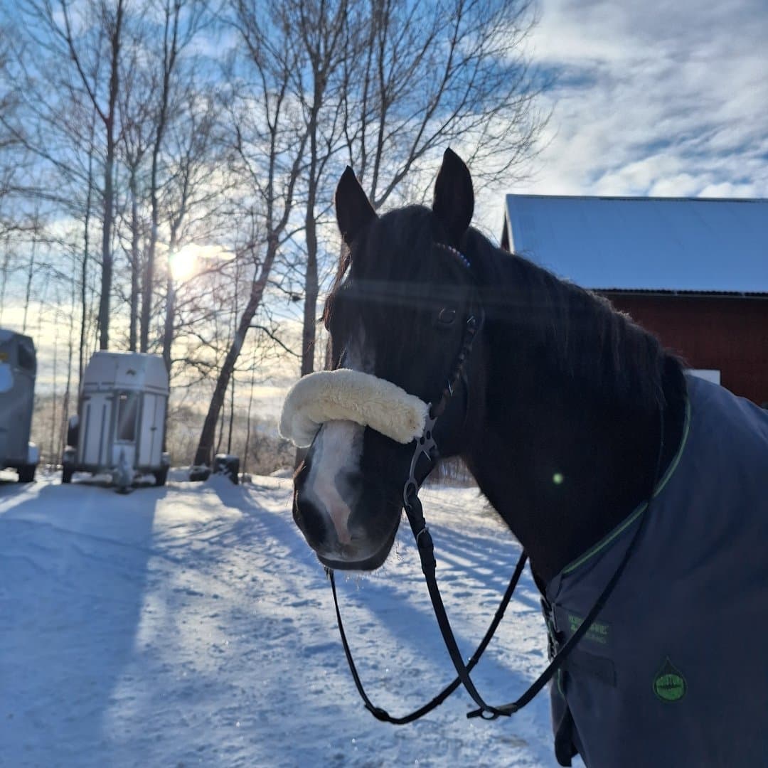 Bild 1 av Nattens Amidala