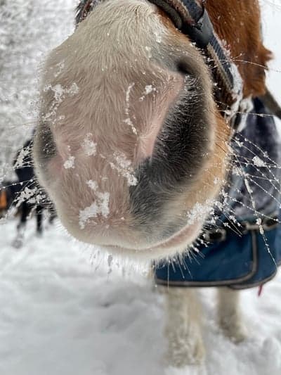 Inlägg 103 av Galopp med titeln Friends