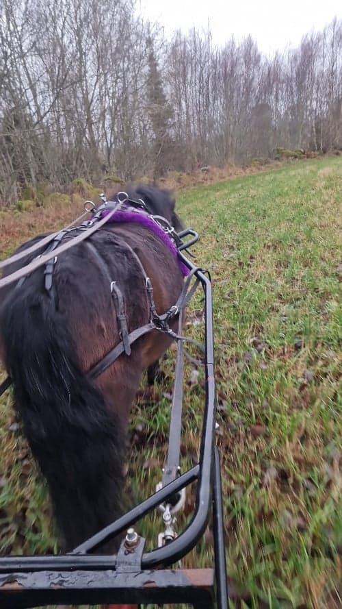 Bild av Super sött sto