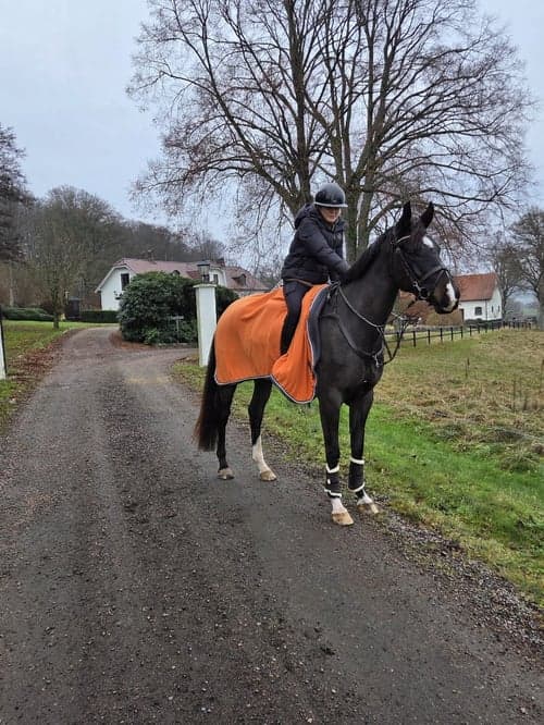 Bild av Trevlig stabil valack med dubbeltalang