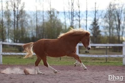 Porträtt 