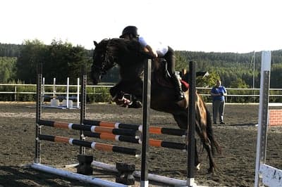 Inlägg 8 av Kallblodstravare med titeln Hoppträning 