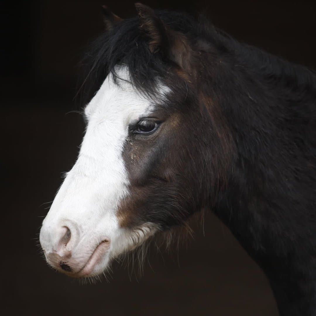 Bild 1 av Vildängens Gwyntog