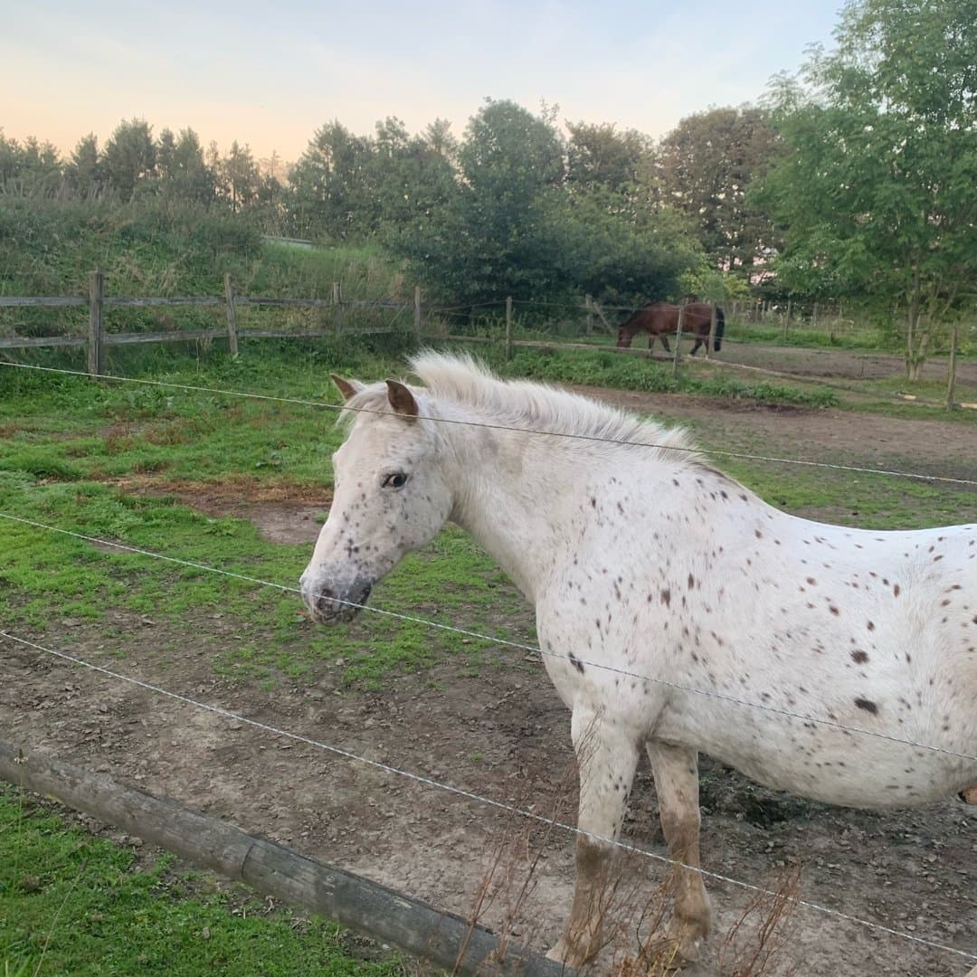 Bild 1 av Stig helmer