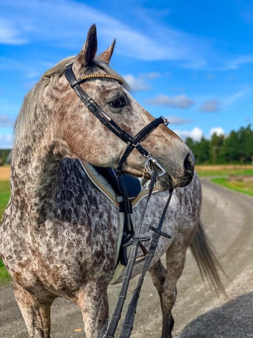 Bild av Charmig och personlig valack