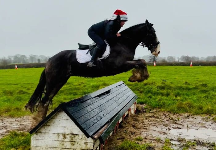 Media 3 av Charles – trygg, snäll och genuin valack!