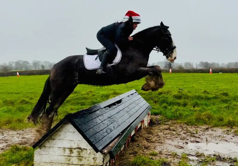 Bild 3 av Charles – trygg, snäll och genuin valack!