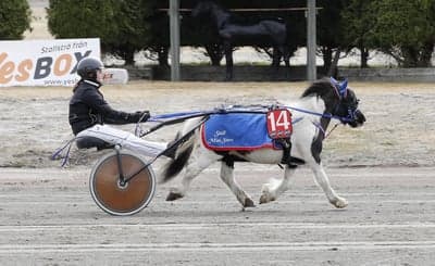 Inlägg 102 av Trav med titeln Ponnytrav 