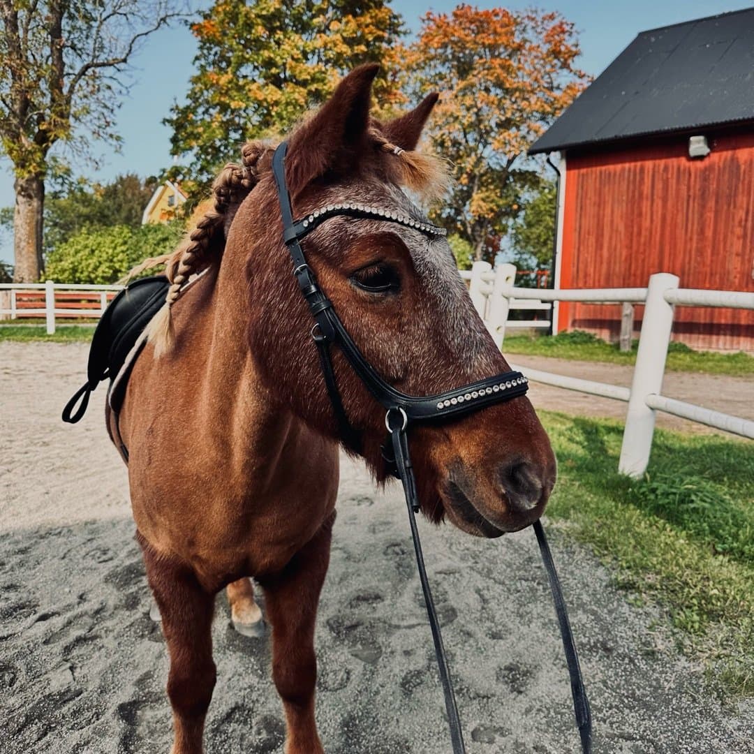 Bild 1 av Dísa från lappdal