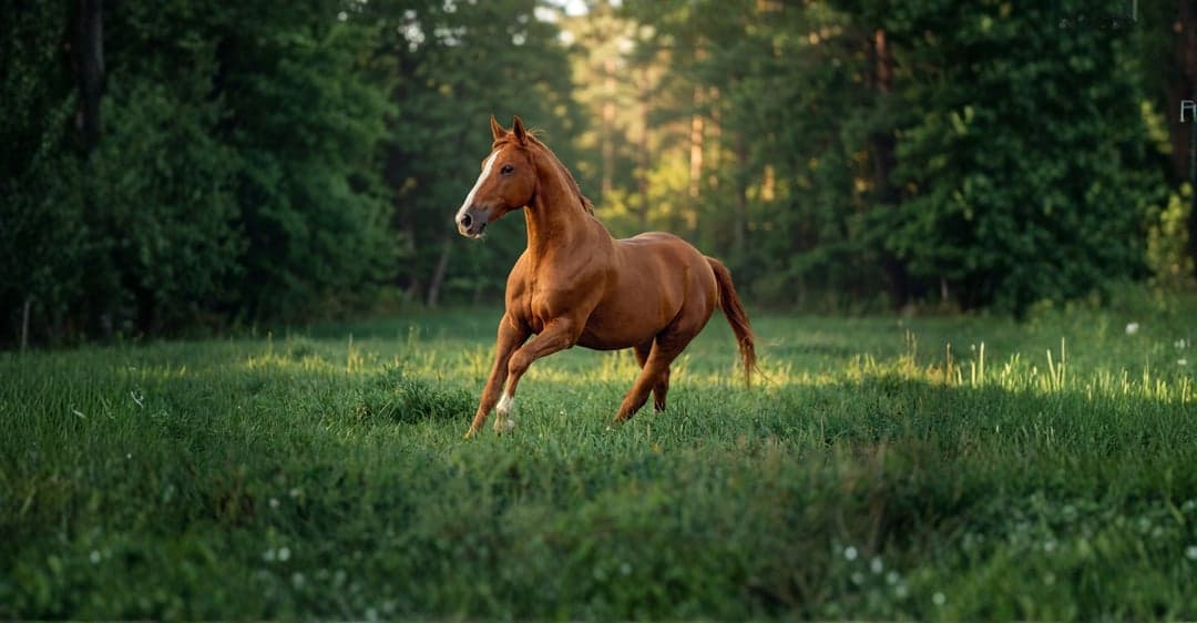 Europeisk Sporthäst