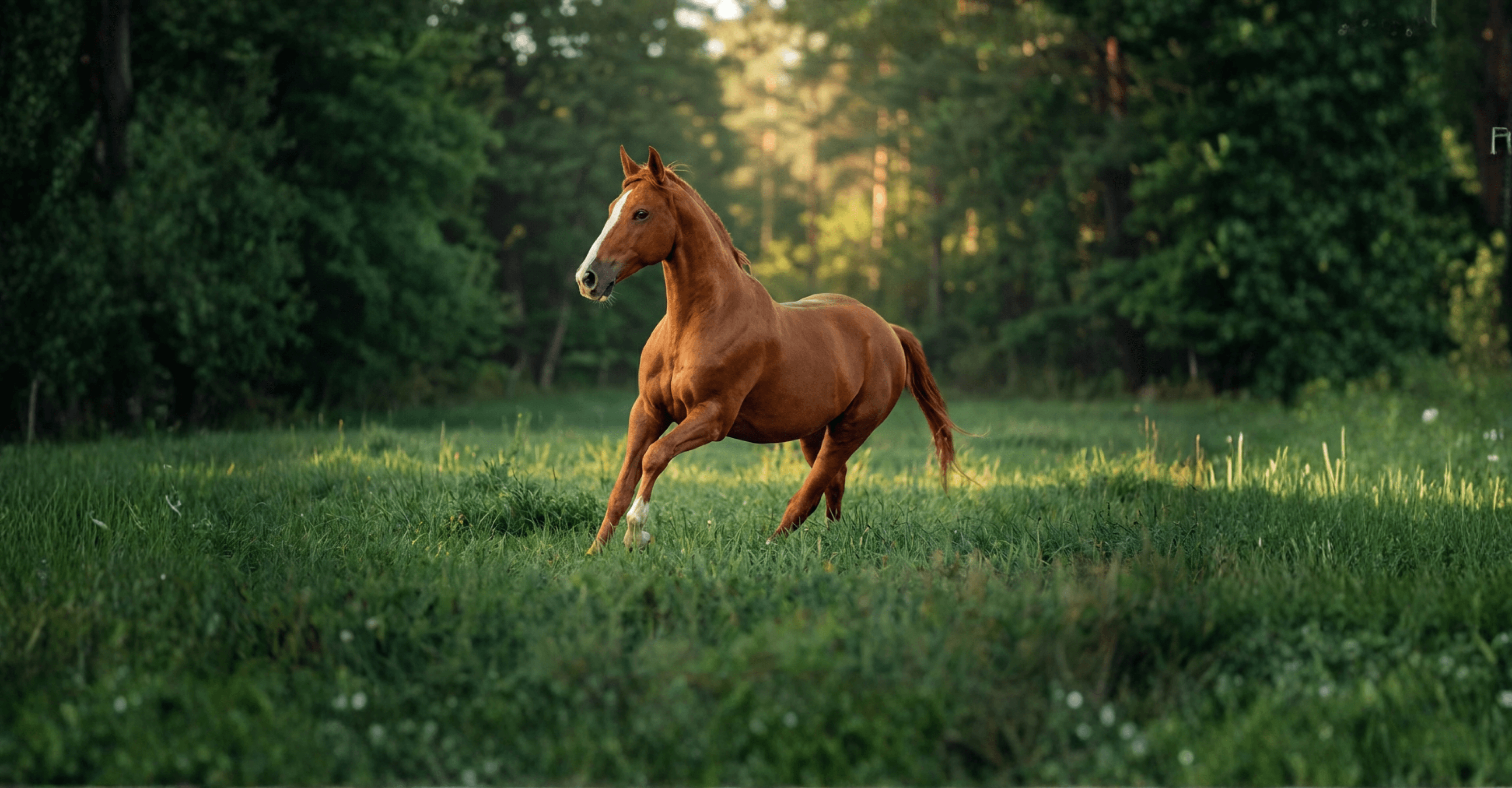 Bild av Svensk Ridhäst
