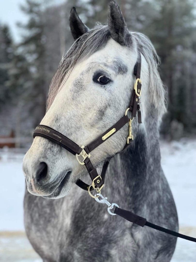 Image 1 of Sentimento de brezo