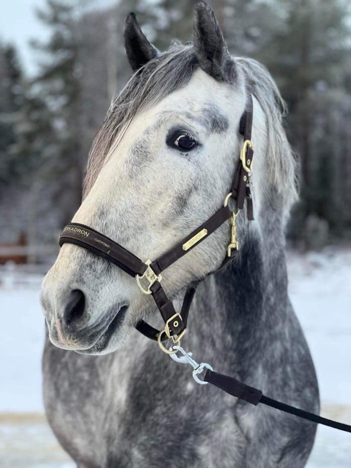 Media 1 of Sentimento de brezo