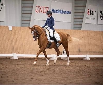 Inlägg 15 av Dressyr med titeln 💫🤎🪄🥹