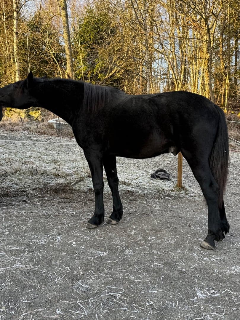 Bild 1 av Cupido af Aspa