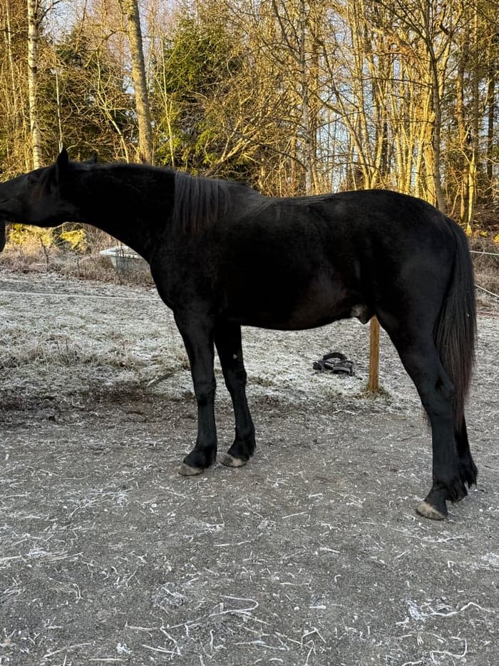 Media 1 av Cupido af Aspa