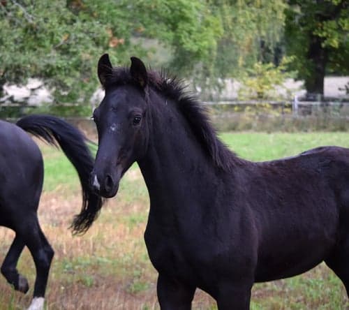 Bild av Snygg svart hingst ur ett fantastiskt prestationsmöderne