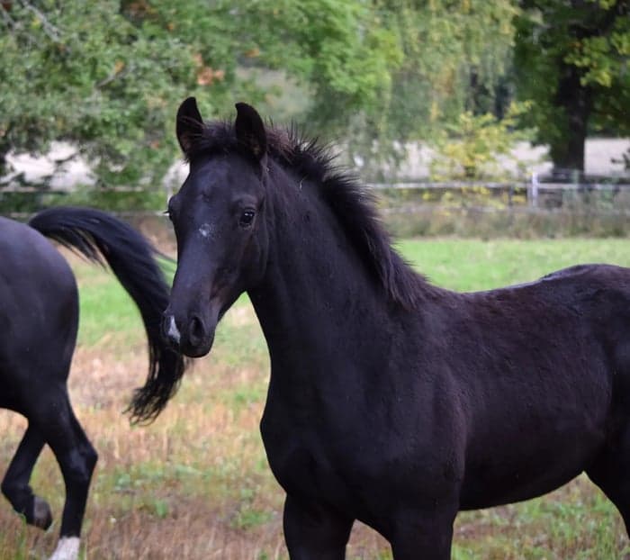 Media 1 av Benny MVG