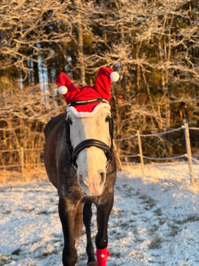 Media 6 of Piri Piri