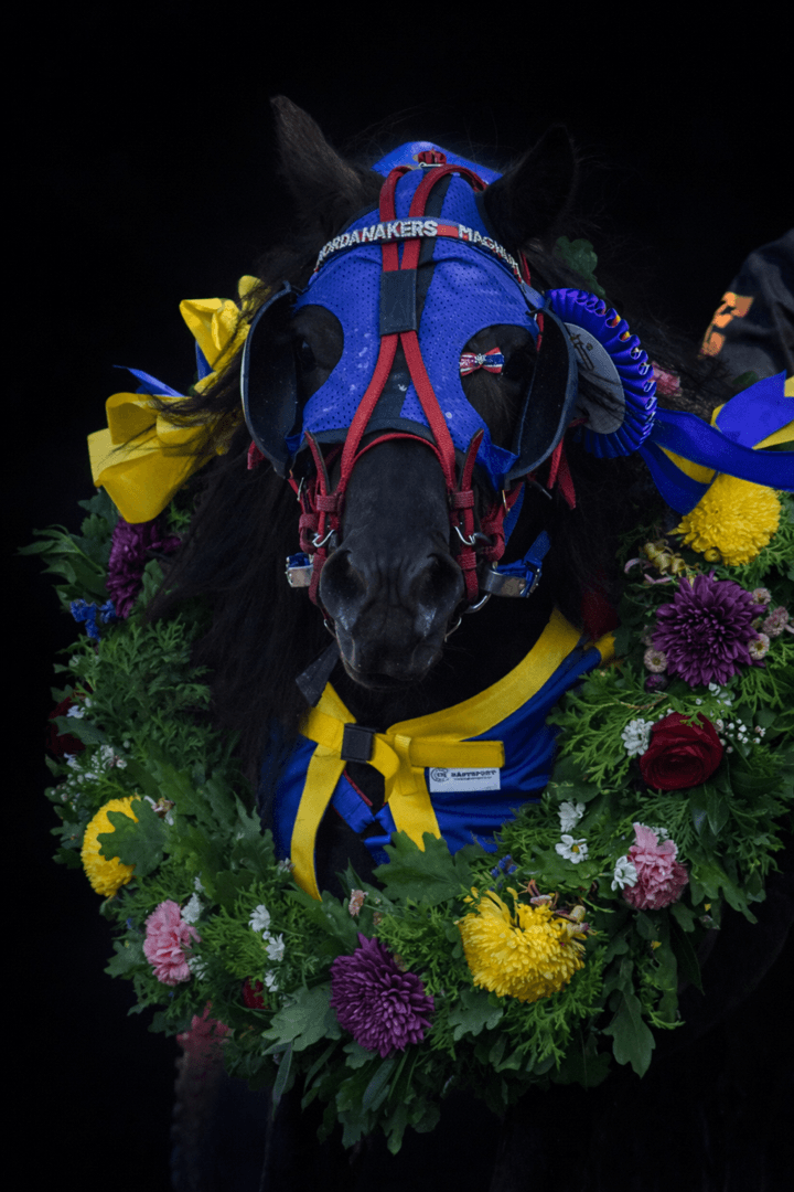 Bild 1 av Nordanåkers Magnum