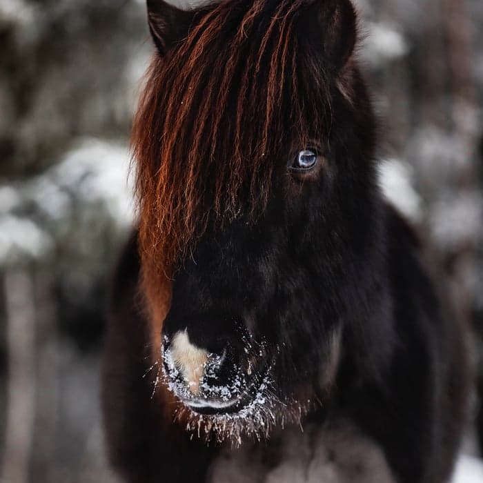 Media 1 av Ónyx från Stenshult