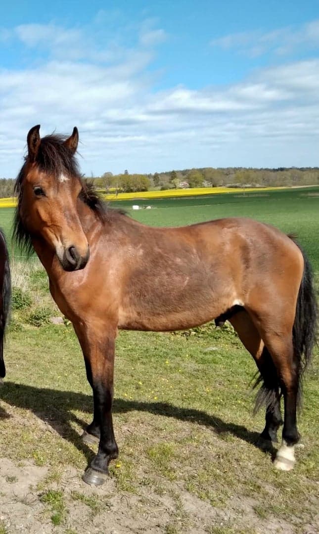 Bild 3 av Ekhamras Chili