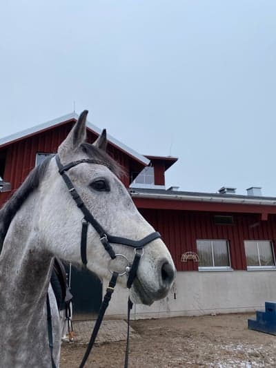 Inlägg 5 av Angloarab med titeln Findus på tur 😍