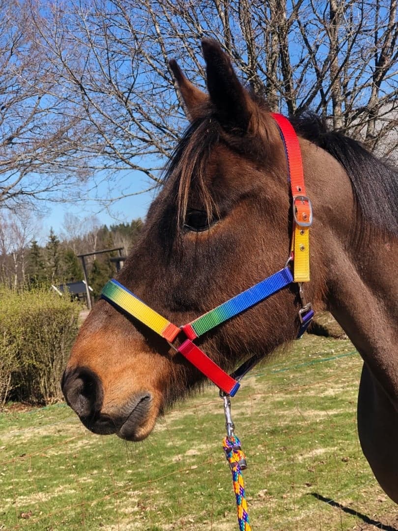 Bild 1 av G.H Tribute (Femman)